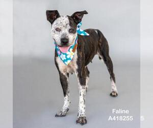 Mutt Dogs for adoption in Conroe, TX, USA