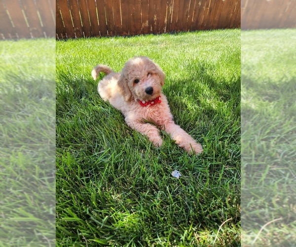 Medium Photo #3 Goldendoodle (Miniature) Puppy For Sale in GREELEY, CO, USA