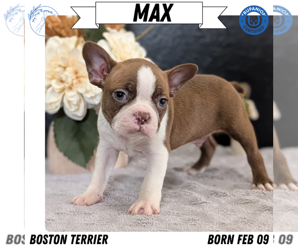 Medium Photo #2 Boston Terrier Puppy For Sale in GOSHEN, IN, USA