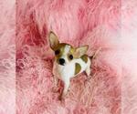 Small #3 Chihuahua