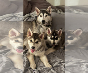 Siberian Husky Puppy for sale in PUYALLUP, WA, USA