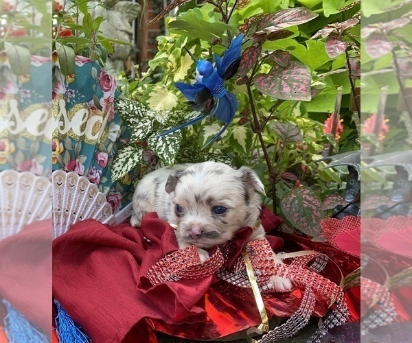 Medium Photo #27 Bullhuahua-Chihuahua Mix Puppy For Sale in RAWSONVILLE, MI, USA