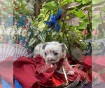 Small Photo #27 Bullhuahua-Chihuahua Mix Puppy For Sale in RAWSONVILLE, MI, USA