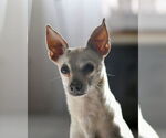 Small #1 Chihuahua Mix