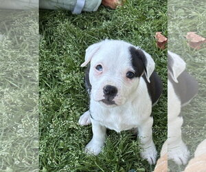 American Pit Bull Terrier-Labrador Retriever Mix Dogs for adoption in Holly Springs, NC, USA