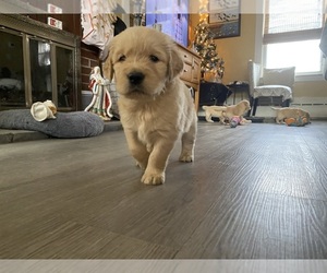 English Cream Golden Retriever Puppy for sale in METHUEN, MA, USA