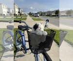 Small #7 Miniature Bernedoodle