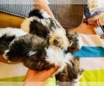 Small Photo #10 Shih Tzu Puppy For Sale in MOORESVILLE, NC, USA