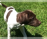 Small Photo #5 German Shorthaired Pointer Puppy For Sale in WOODSTOCK, CT, USA