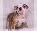 Small #5 Bulldog