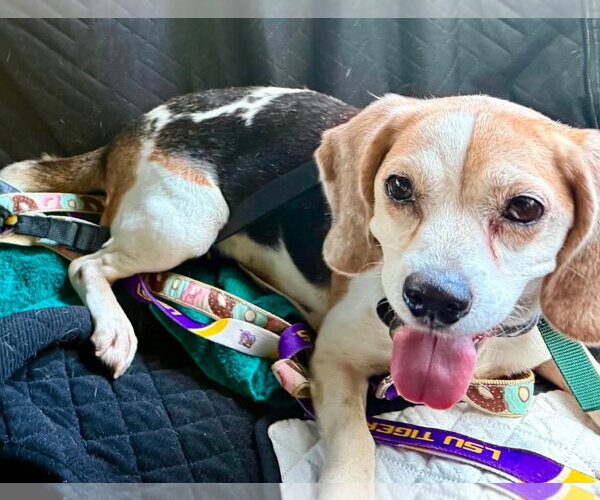 Medium Photo #5 Beagle Puppy For Sale in Dunnellon, FL, USA