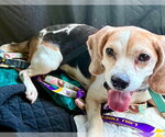 Small #4 Beagle