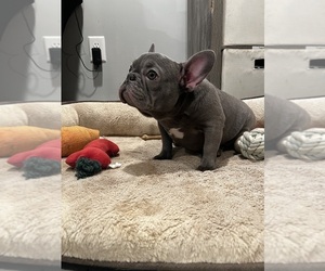 French Bulldog Puppy for Sale in HALEDON, New Jersey USA