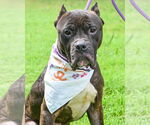 Small #5 Mastiff