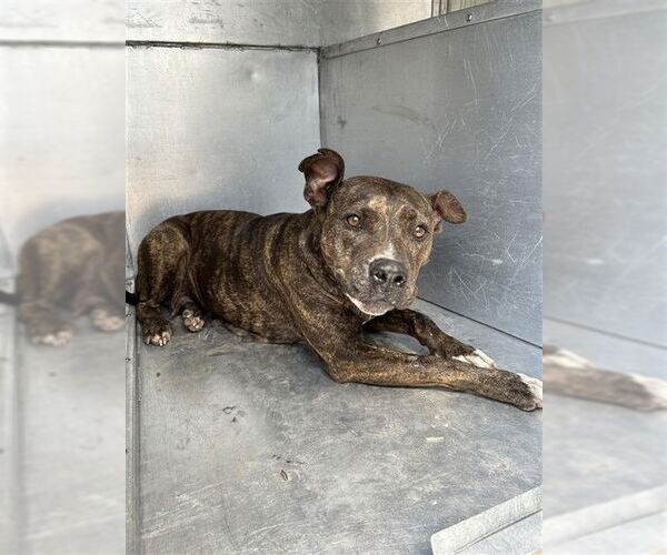 Medium Photo #1 Mutt Puppy For Sale in Waco, TX, USA