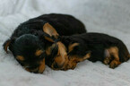 Small Photo #3 Yorkshire Terrier Puppy For Sale in INDIANAPOLIS, IN, USA