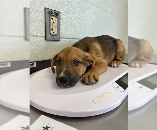 Medium Photo #1 Shepradors Puppy For Sale in Corpus Christi, TX, USA