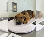 Small Shepradors