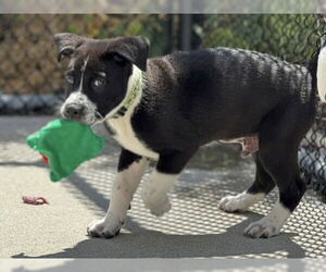 American Bulldog-Australian Cattle Dog Mix Dogs for adoption in Santa Cruz, CA, USA