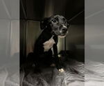 Small Labrador Retriever Mix