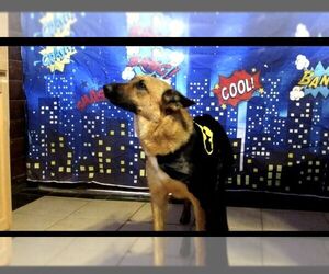 Mutt Dogs for adoption in Carrollton, TX, USA