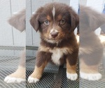 Puppy Puppy 1 Australian Shepherd