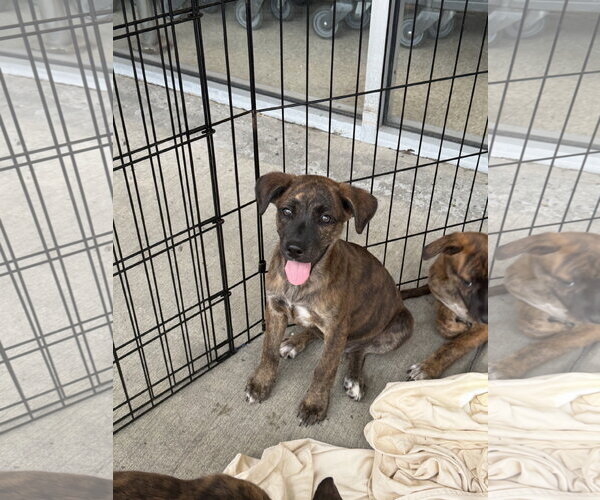 Medium Photo #1 Retriever -Unknown Mix Puppy For Sale in Jackson Township, NJ, USA