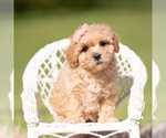 Puppy Marigold F1B Maltipoo (Miniature)