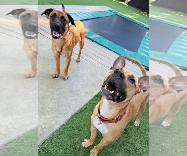 Medium Photo #7 Black Mouth Cur-Unknown Mix Puppy For Sale in Woodland Hills, CA, USA