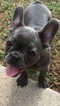 Small Photo #1 French Bulldog Puppy For Sale in DUNCANVILLE, TX, USA