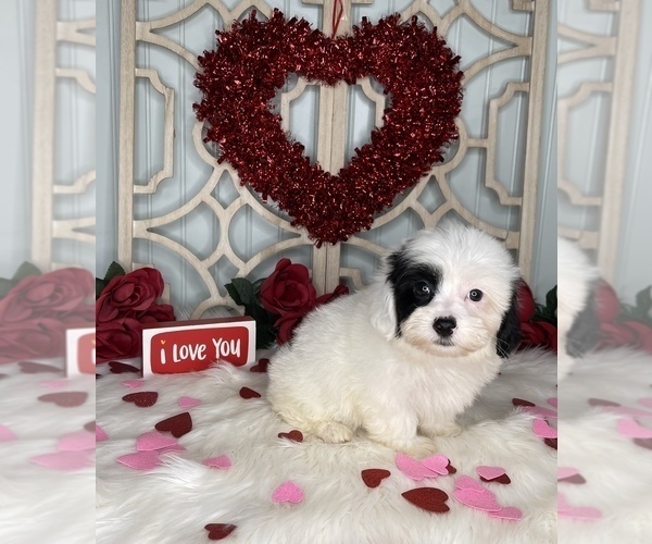 Medium Photo #6 YorkiePoo Puppy For Sale in MORRIS CHAPEL, TN, USA