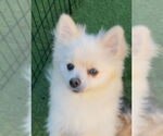 Small #3 Pomeranian
