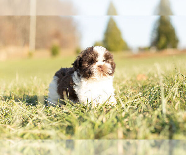 Medium Photo #5 Shih Tzu Puppy For Sale in WARSAW, IN, USA