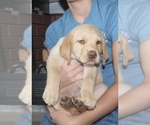 Small Photo #16 Labrador Retriever Puppy For Sale in MANSFIELD, MO, USA