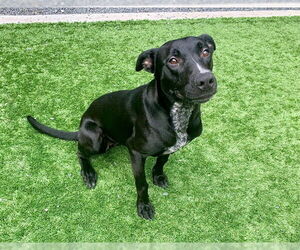 Labrador Retriever-Unknown Mix Dogs for adoption in Moreno Valley, CA, USA