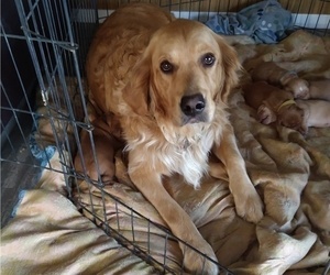 Mother of the Golden Retriever puppies born on 04/29/2025