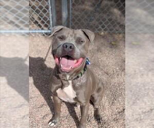 American Staffordshire Terrier-Unknown Mix Dogs for adoption in Fort Collins, CO, USA