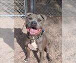 SHADOW - Male American Staffordshire Terrier-Unknown Mix Dog for Adoption - Small photo