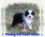 Puppy Tesla Miniature Australian Shepherd