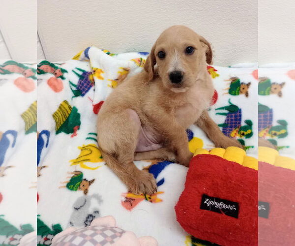 Medium Photo #5 Chihuahua-Unknown Mix Puppy For Sale in York, SC, USA