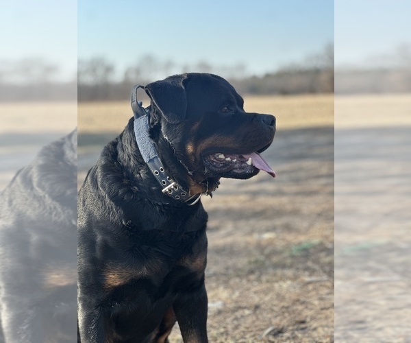 Medium Photo #1 Rottweiler Puppy For Sale in WHEATFIELD, IN, USA