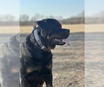 Small Photo #1 Rottweiler Puppy For Sale in WHEATFIELD, IN, USA
