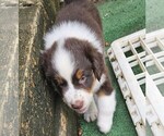 Small Photo #11 Australian Shepherd Puppy For Sale in NELSON, VA, USA