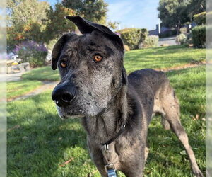 Great Dane-Unknown Mix Dogs for adoption in Martinez, CA, USA