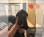 Puppy Puppy 2 Raven Cane Corso