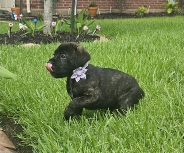 Medium Photo #9 Cane Corso Puppy For Sale in HOUSTON, TX, USA