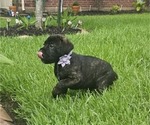 Small Photo #9 Cane Corso Puppy For Sale in HOUSTON, TX, USA