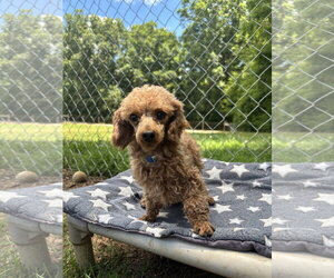 Poodle (Toy) Dogs for adoption in Pacolet, SC, USA