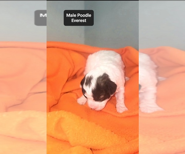 Medium Photo #2 Poodle (Toy) Puppy For Sale in TUCSON, AZ, USA