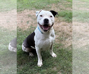 American Staffordshire Terrier-Unknown Mix Dogs for adoption in Spring Lake, NJ, USA